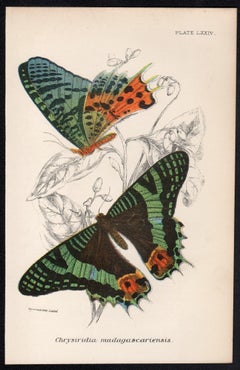 Butterflies, late 19th century antique natural history colour lithograph