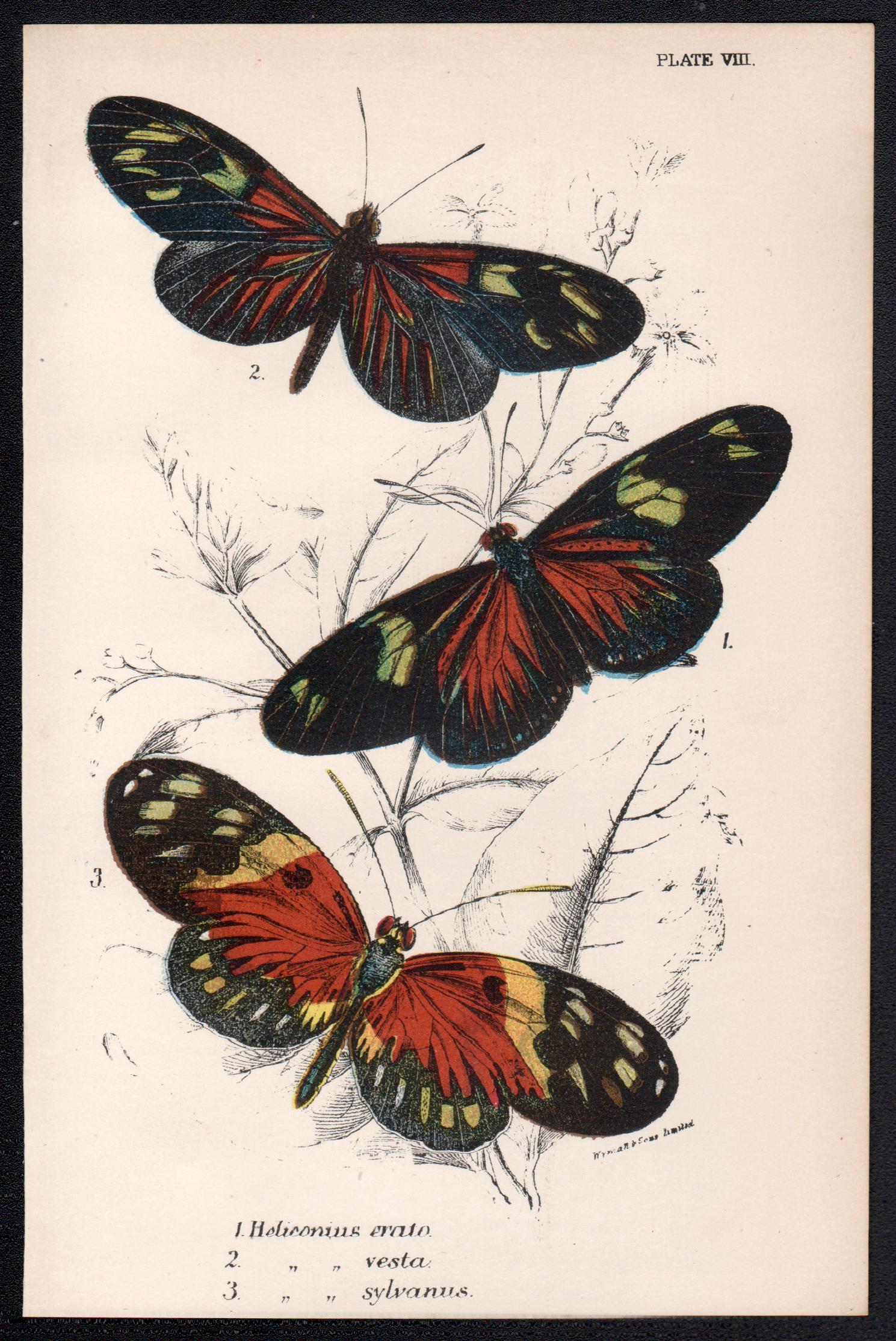 Papillons, lithographie ancienne en couleurs d'histoire naturelle de la fin du 19e siècle - Print de William Peck