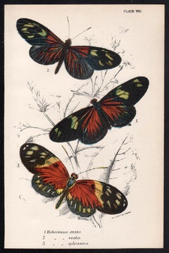 Butterflies, late 19th century antique natural history colour lithograph