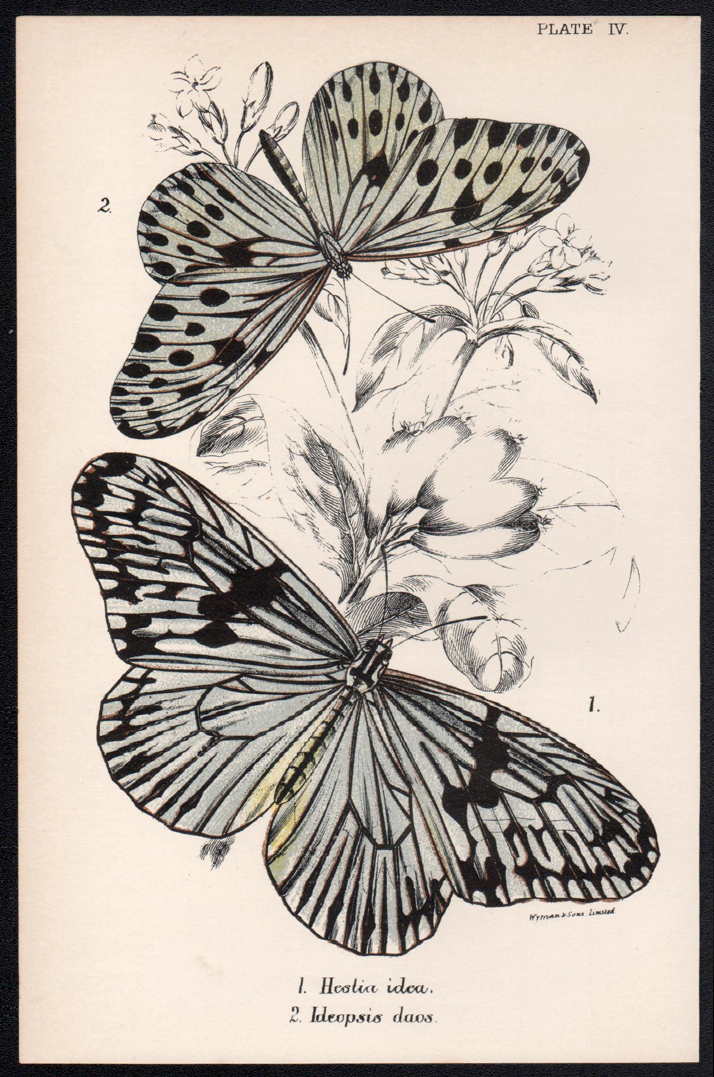 Butterflies, late 19th century antique natural history colour lithograph - Print by William Peck