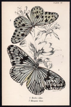 Butterflies, late 19th century antique natural history colour lithograph