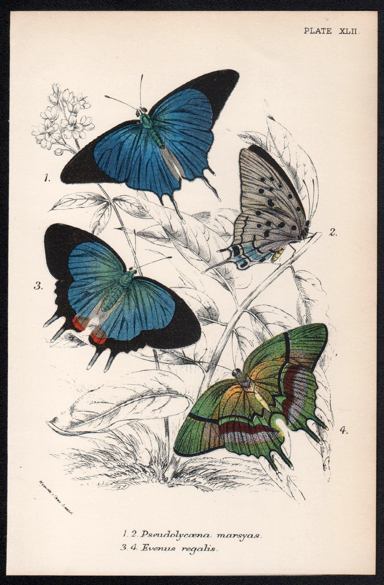 Butterflies, late 19th century antique natural history colour lithograph - Print by William Peck