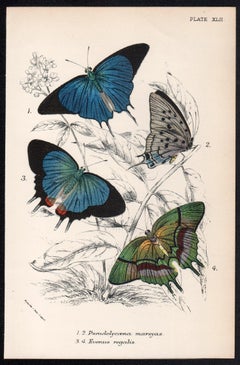 Papillons, lithographie ancienne en couleurs d'histoire naturelle de la fin du 19e siècle