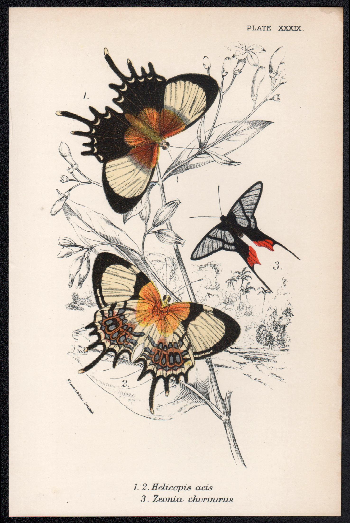 Butterflies, late 19th century antique natural history colour lithograph - Print by William Peck
