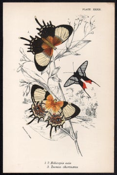 Butterflies, late 19th century antique natural history colour lithograph