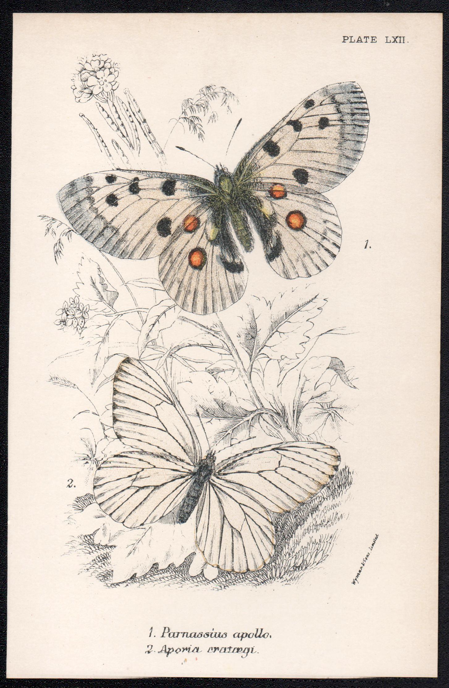 Butterflies, late 19th century antique natural history colour lithograph - Print by William Peck