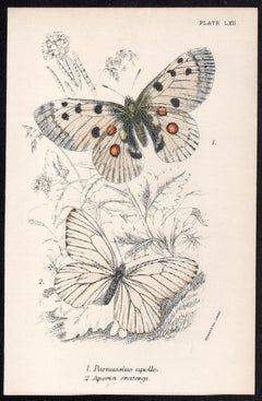 Butterflies, late 19th century antique natural history colour lithograph