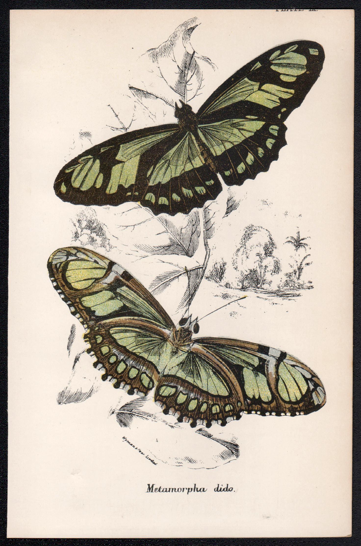 Butterflies, late 19th century antique natural history colour lithograph - Print by William Peck