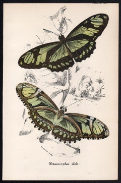 Butterflies, late 19th century antique natural history colour lithograph