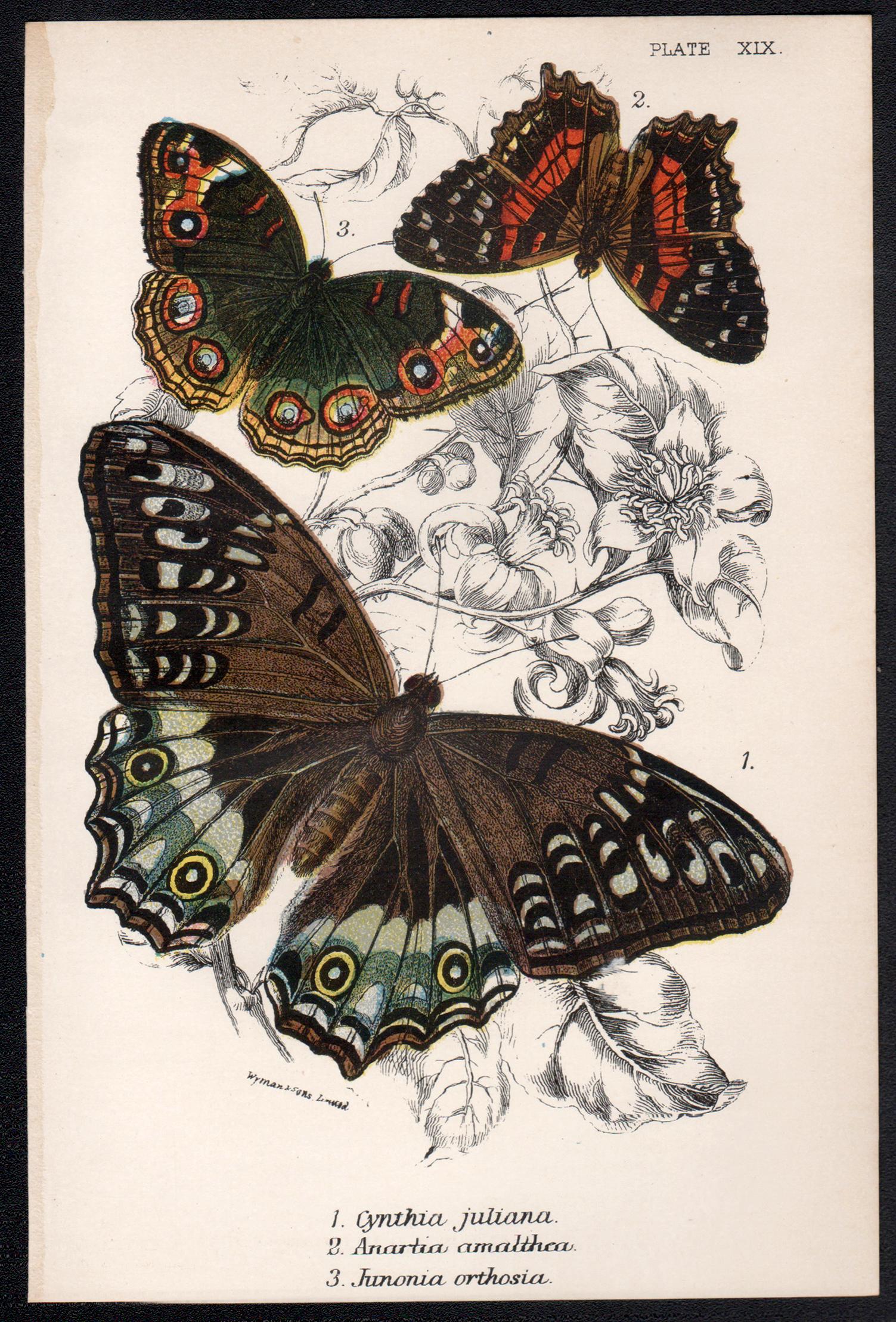 Butterflies, late 19th century antique natural history colour lithograph - Print by William Peck