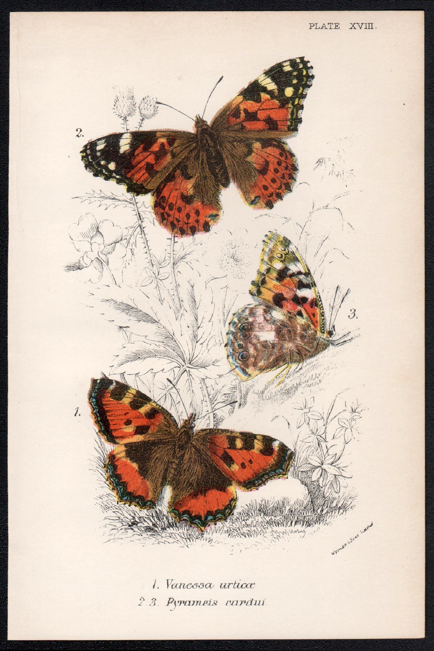 Butterflies, late 19th century antique natural history colour lithograph - Print by William Peck