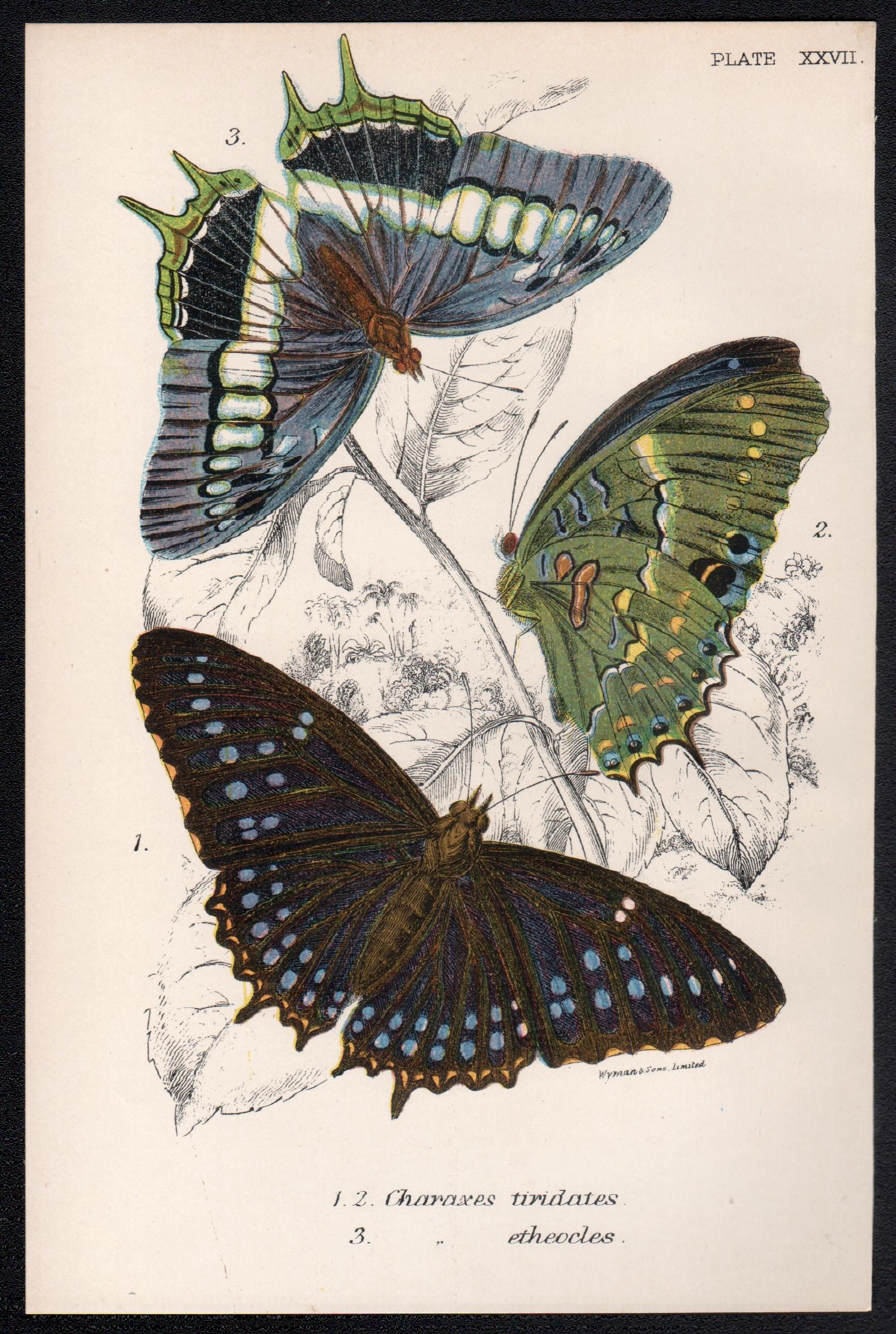 Butterflies, late 19th century antique natural history colour lithograph - Print by William Peck
