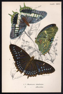 Papillons, lithographie ancienne en couleurs d'histoire naturelle de la fin du 19e siècle