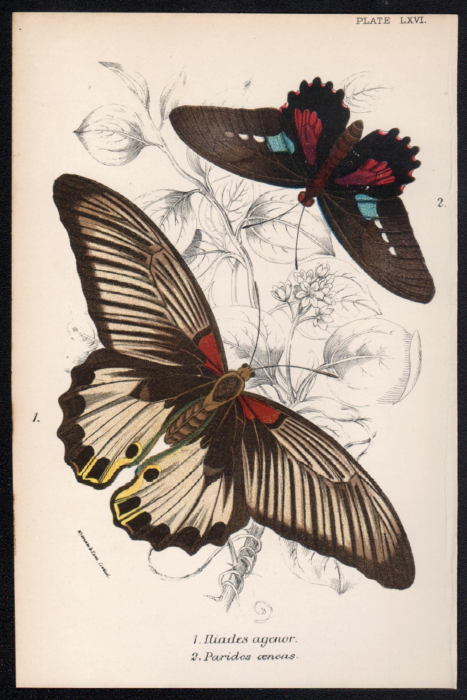 Butterflies, late 19th century antique natural history colour lithograph - Print by William Peck