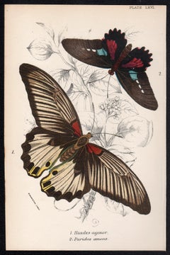Butterflies, late 19th century antique natural history colour lithograph