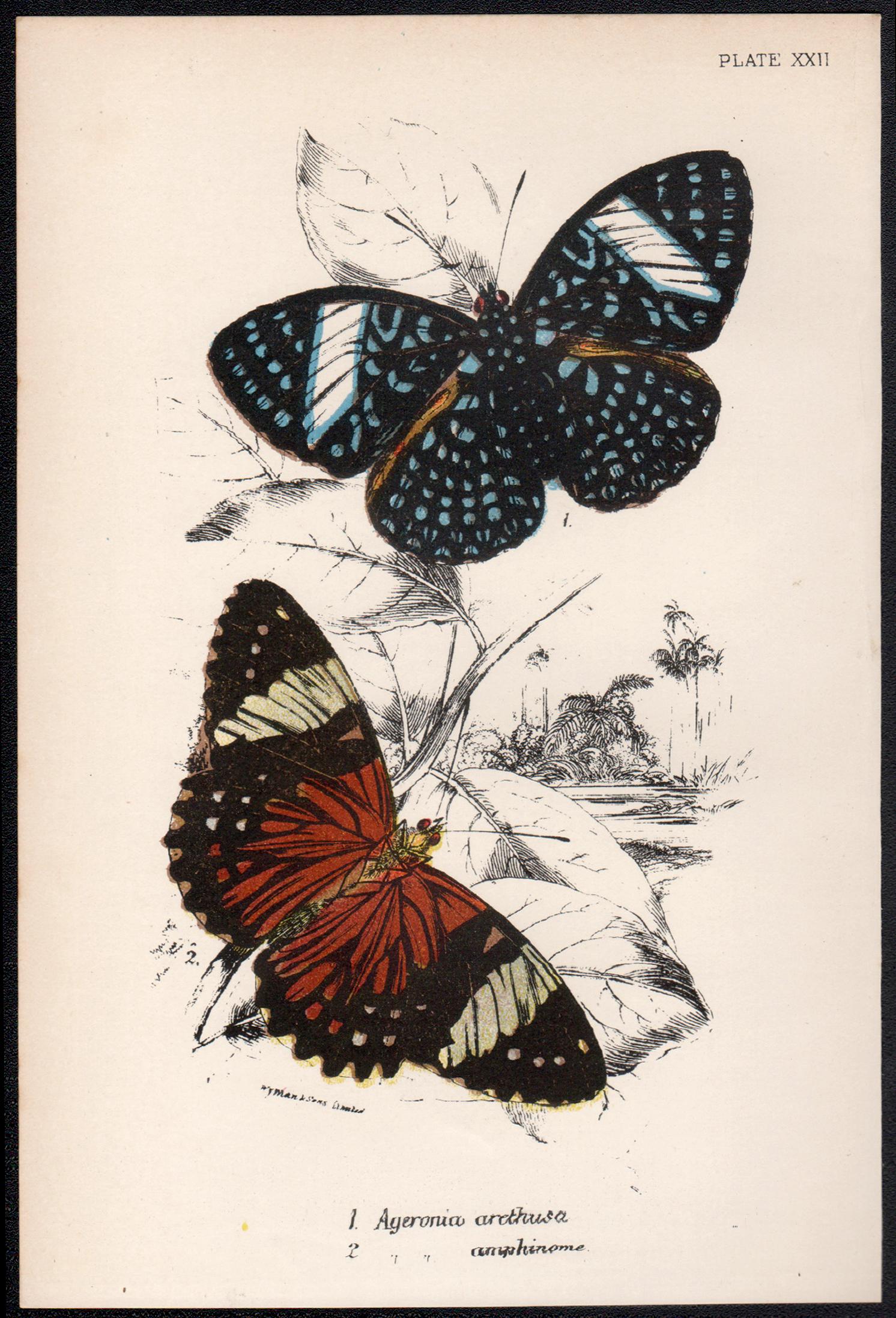 Butterflies, late 19th century antique natural history colour lithograph - Print by William Peck