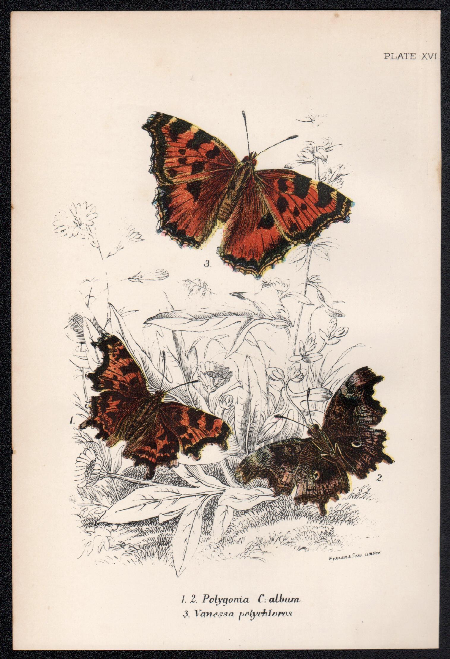 Butterflies, late 19th century antique natural history colour lithograph - Print by William Peck