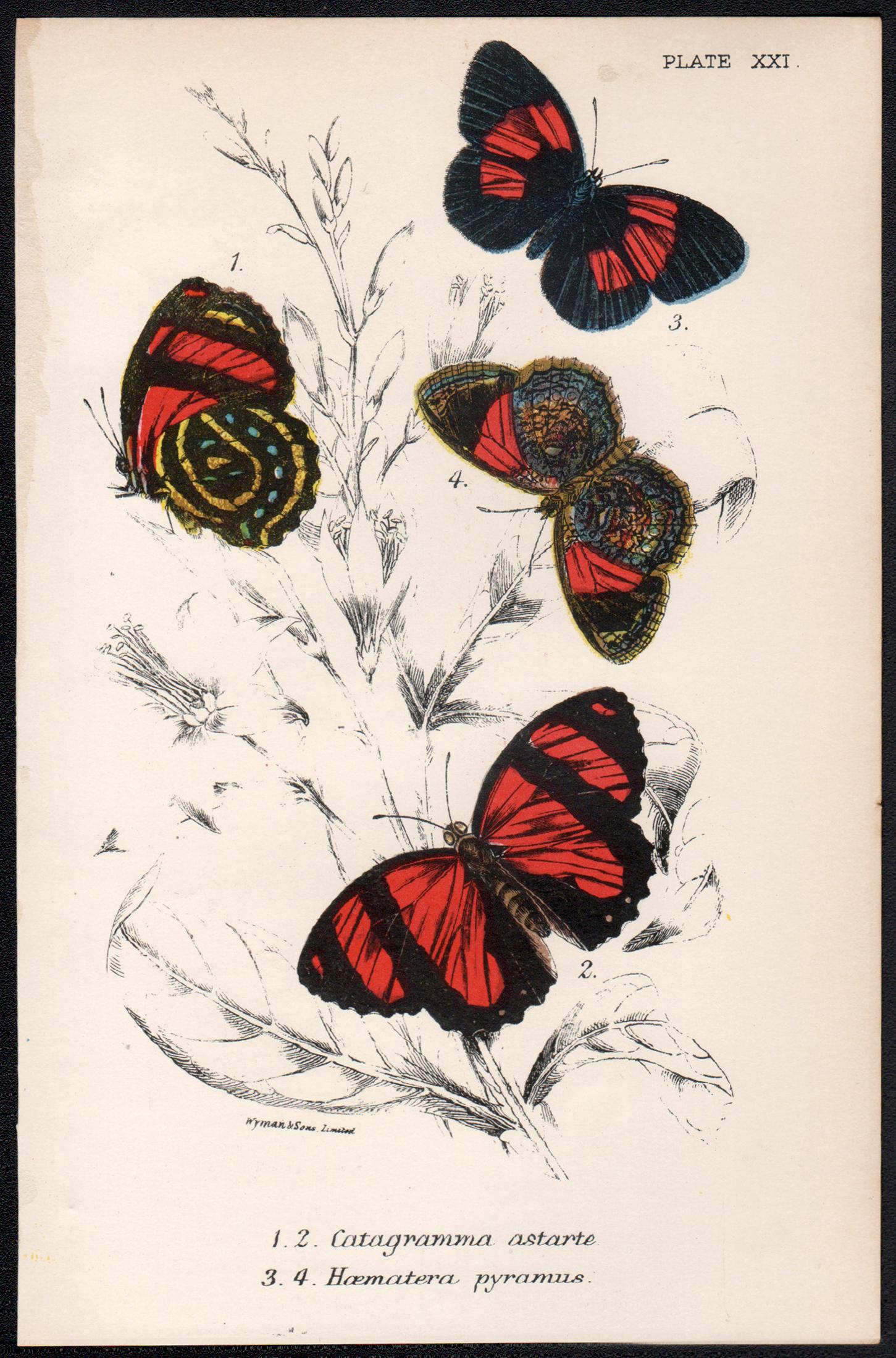 Butterflies, late 19th century antique natural history colour lithograph - Print by William Peck