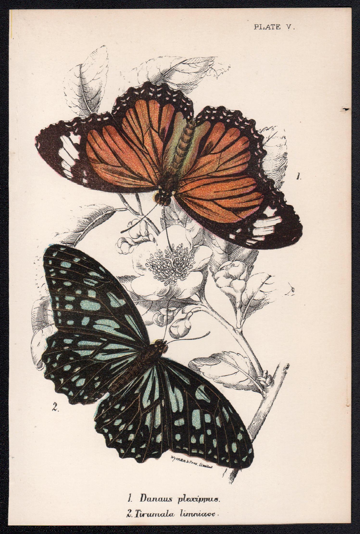 Butterflies, late 19th century antique natural history colour lithograph - Print by William Peck