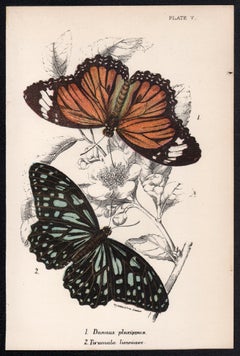 Butterflies, late 19th century antique natural history colour lithograph