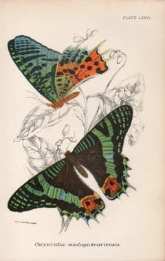Papillons, lithographie ancienne en couleurs d'histoire naturelle de la fin du 19e siècle