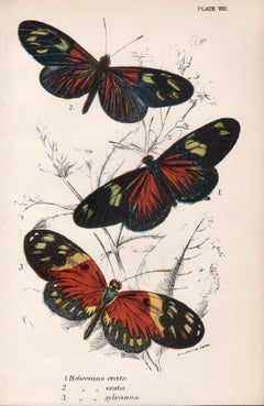 Butterflies, late 19th century antique natural history colour lithograph