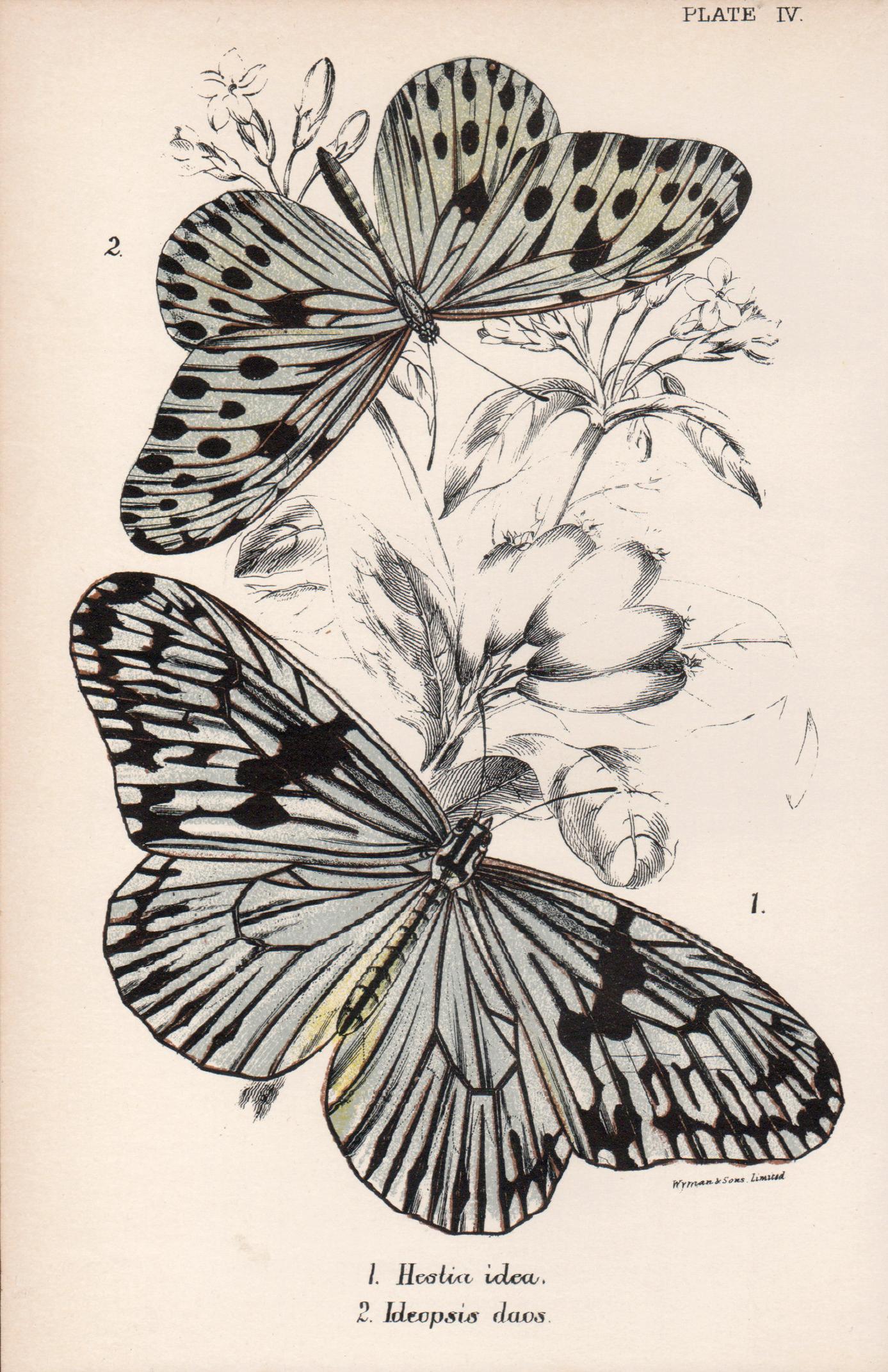 Schmetterlinge, Farblithographie der antiken Naturgeschichte des späten 19. Jahrhunderts