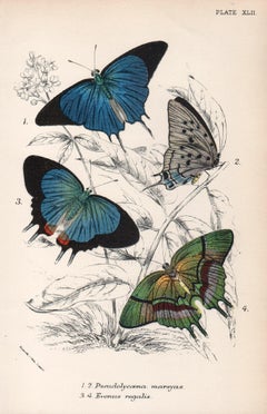 Farfalle, antica litografia a colori di storia naturale della fine del XIX secolo