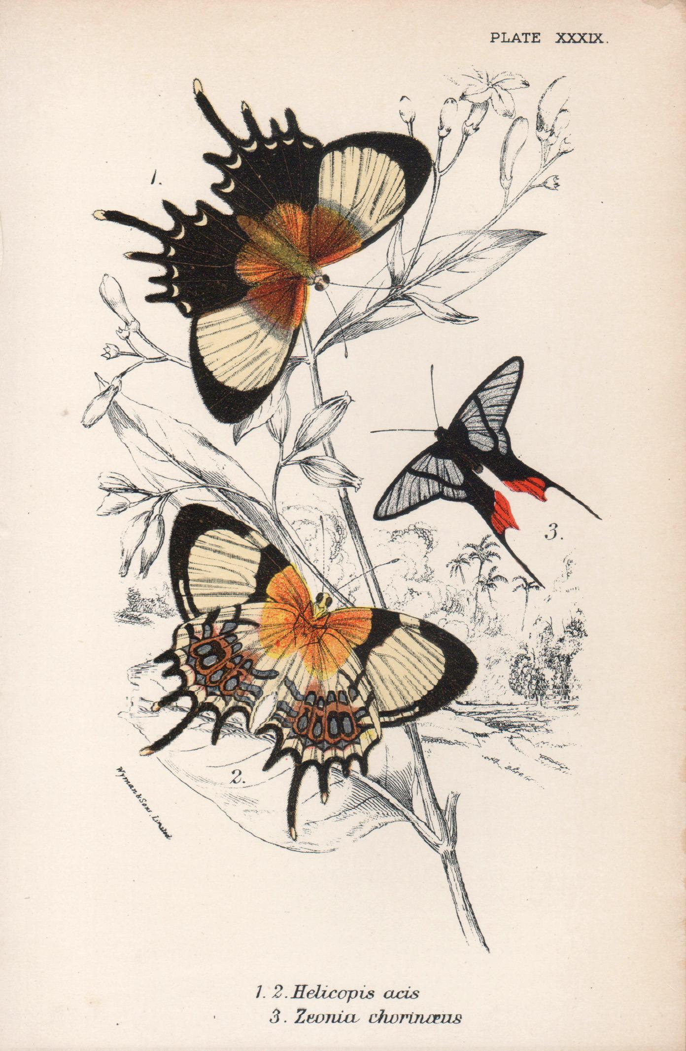 Schmetterlinge, Farblithographie der antiken Naturgeschichte des späten 19. Jahrhunderts