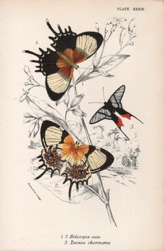 Mariposas, litografía antigua en color de historia natural de finales del siglo XIX