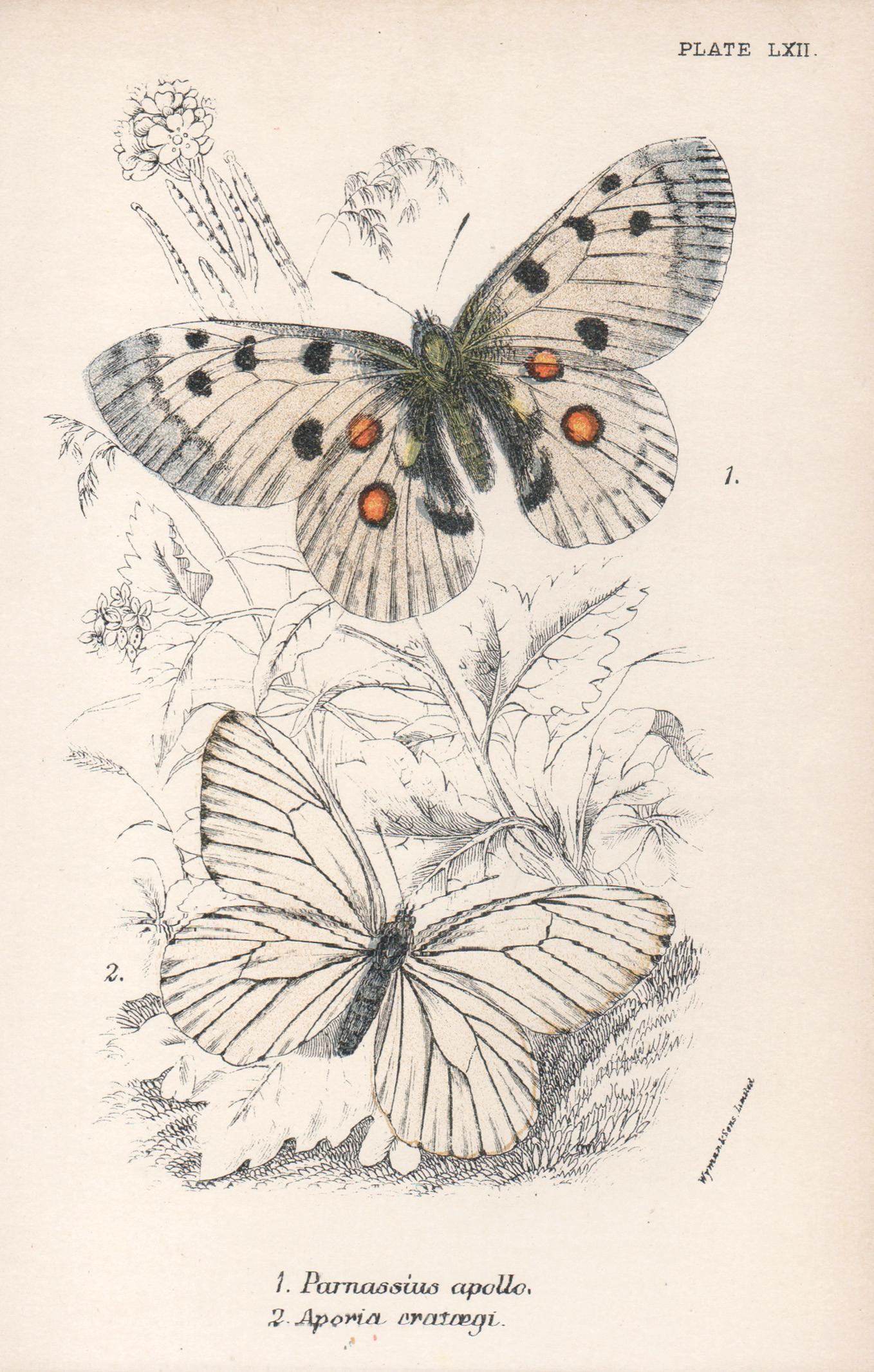 Schmetterlinge, Farblithographie der antiken Naturgeschichte des späten 19. Jahrhunderts