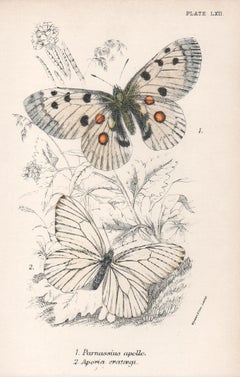 Mariposas, litografía antigua en color de historia natural de finales del siglo XIX