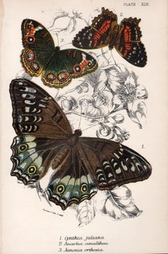 Farfalle, antica litografia a colori di storia naturale della fine del XIX secolo