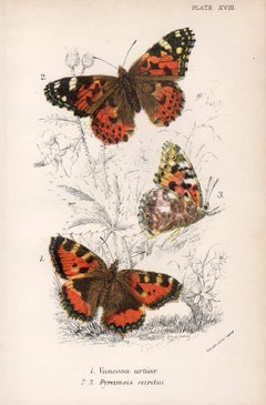 Papillons, lithographie ancienne en couleurs d'histoire naturelle de la fin du 19e siècle