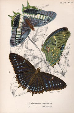 Papillons, lithographie ancienne en couleurs d'histoire naturelle de la fin du 19e siècle