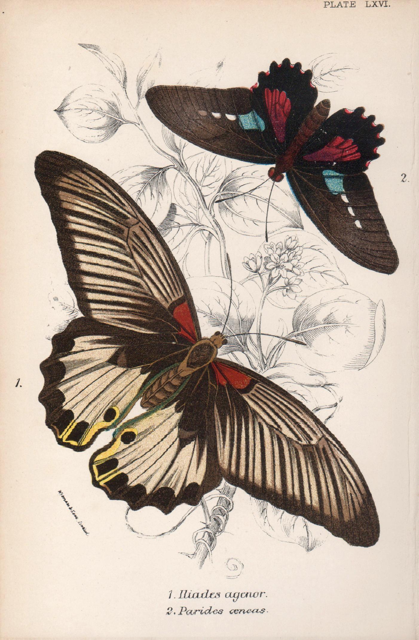 Schmetterlinge, Farblithographie der antiken Naturgeschichte des späten 19. Jahrhunderts