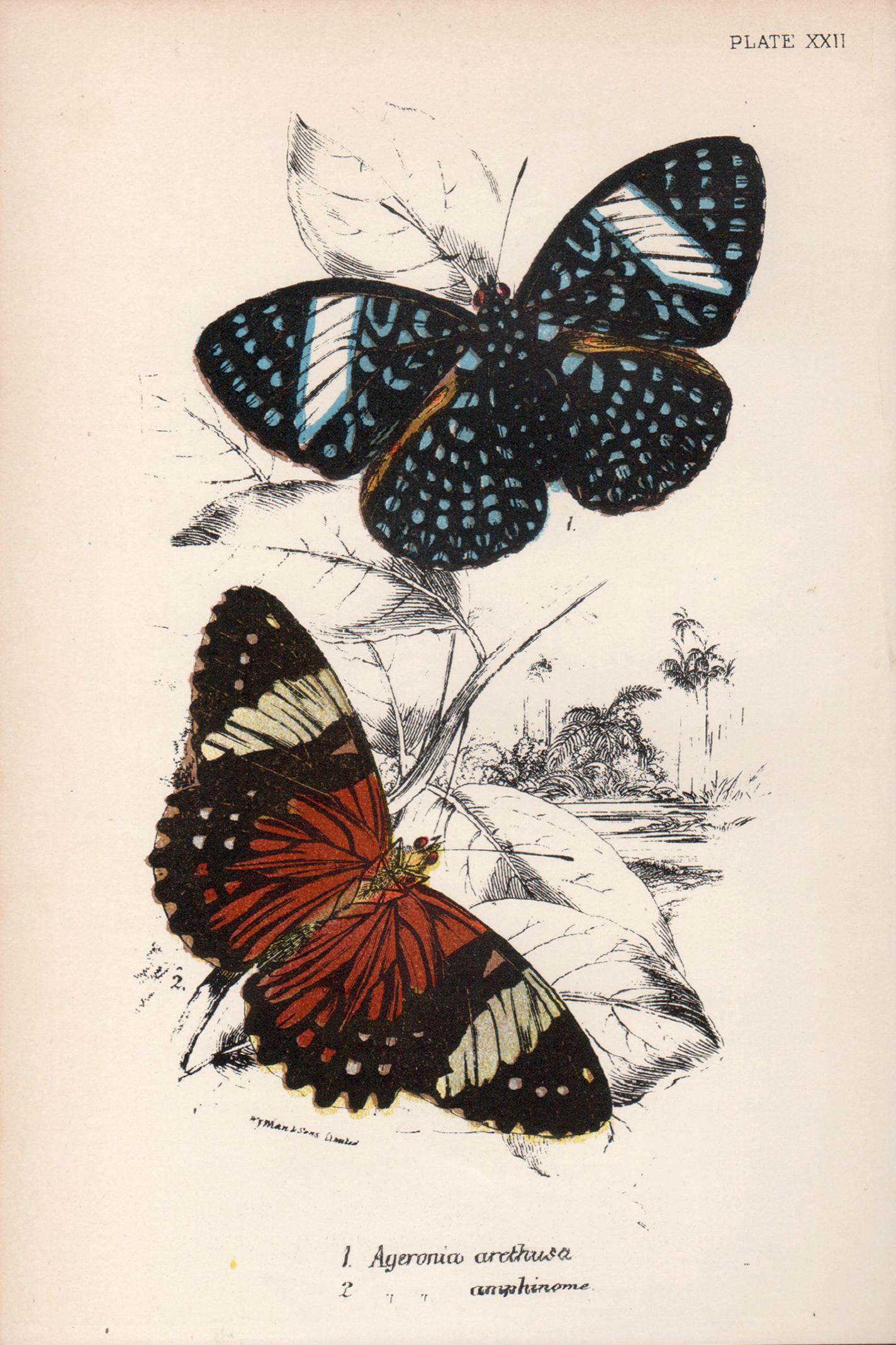 William Peck Print - Butterflies, late 19th century antique natural history colour lithograph