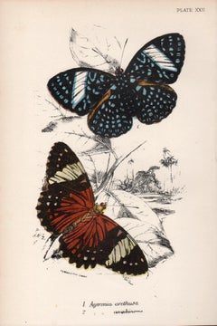 Butterflies, late 19th century antique natural history colour lithograph