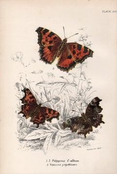 Butterflies, late 19th century antique natural history colour lithograph