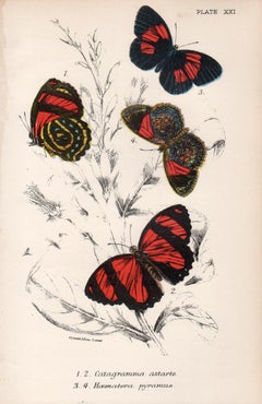 Butterflies, late 19th century antique natural history colour lithograph