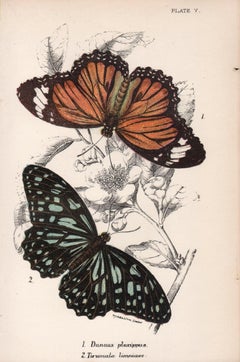 Butterflies, late 19th century antique natural history colour lithograph