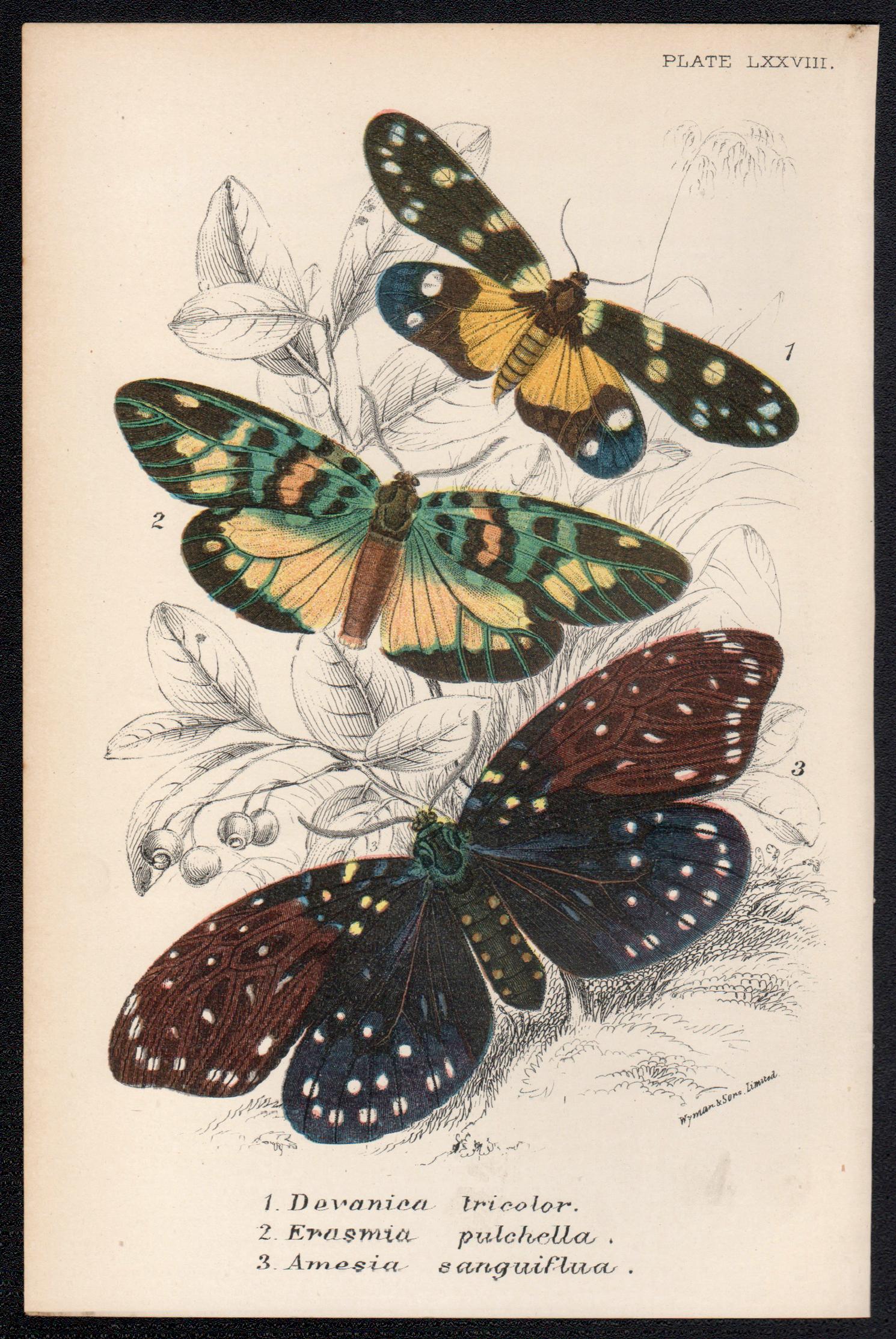 Moths, late 19th century antique natural history colour lithograph - Print by William Peck
