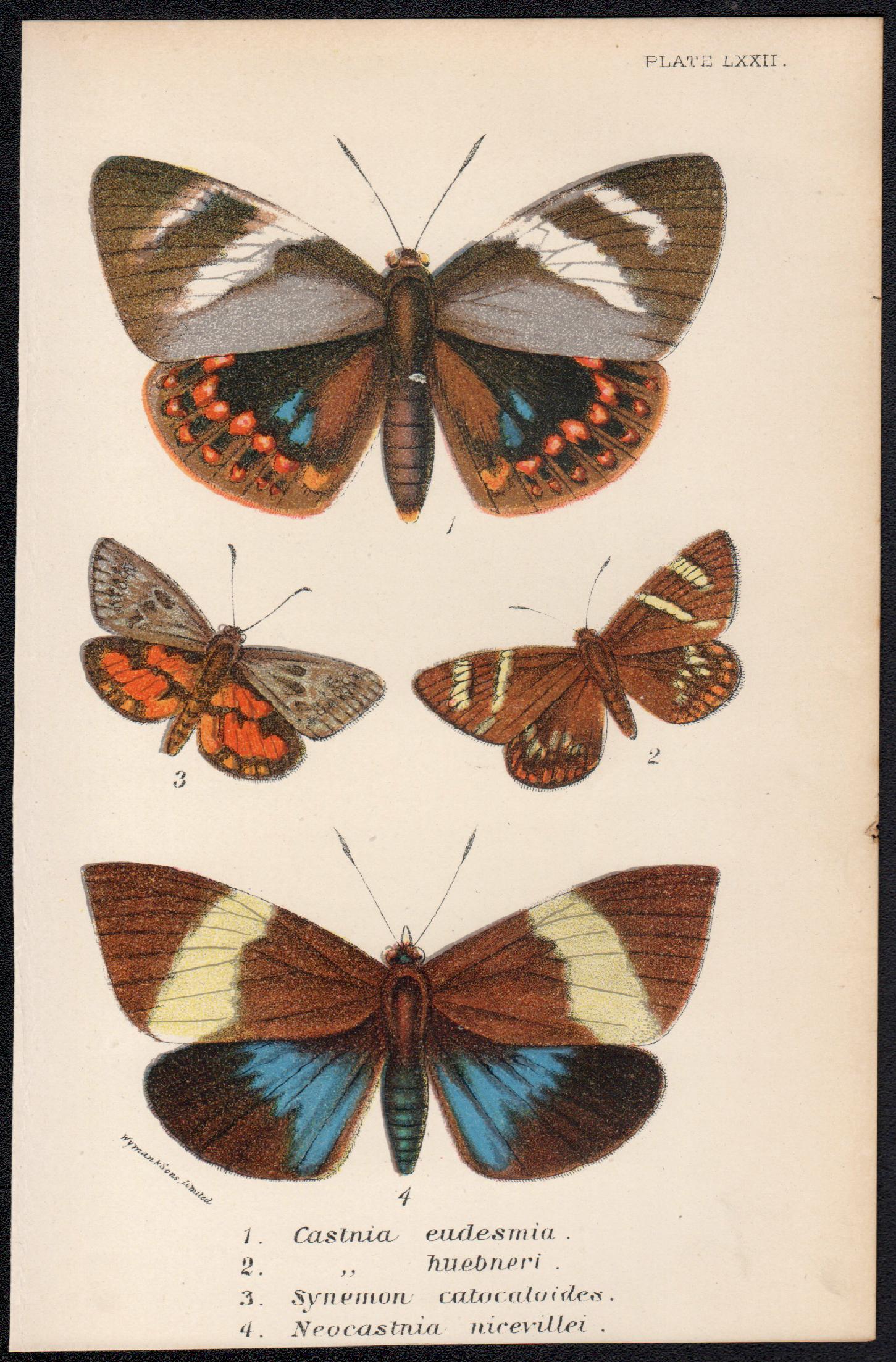 Moths, late 19th century antique natural history colour lithograph - Print by William Peck