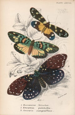 Falene, antica litografia a colori di storia naturale della fine del XIX secolo