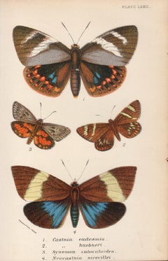 Polillas, litografía antigua en color de historia natural de finales del siglo XIX