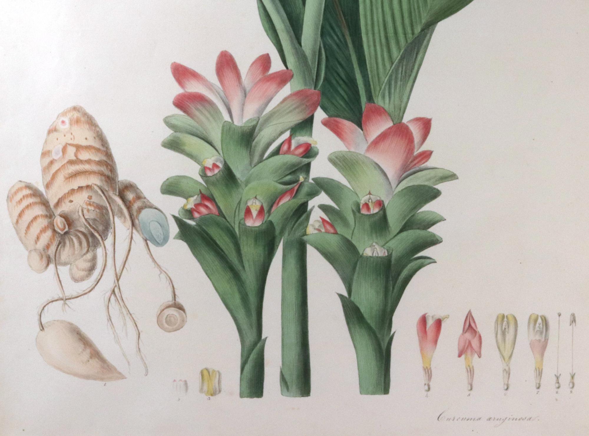 William Roscoe Botanischer Großdruck,
Kurkuma Aeruginosa,
Monandrische Pflanzen der Ordnung Scitamineae,
1828

Aus einem Satz von vier - einzeln verkauft.

Ein spektakulär großer und schön gerahmter botanischer Druck. Die Motive für diese