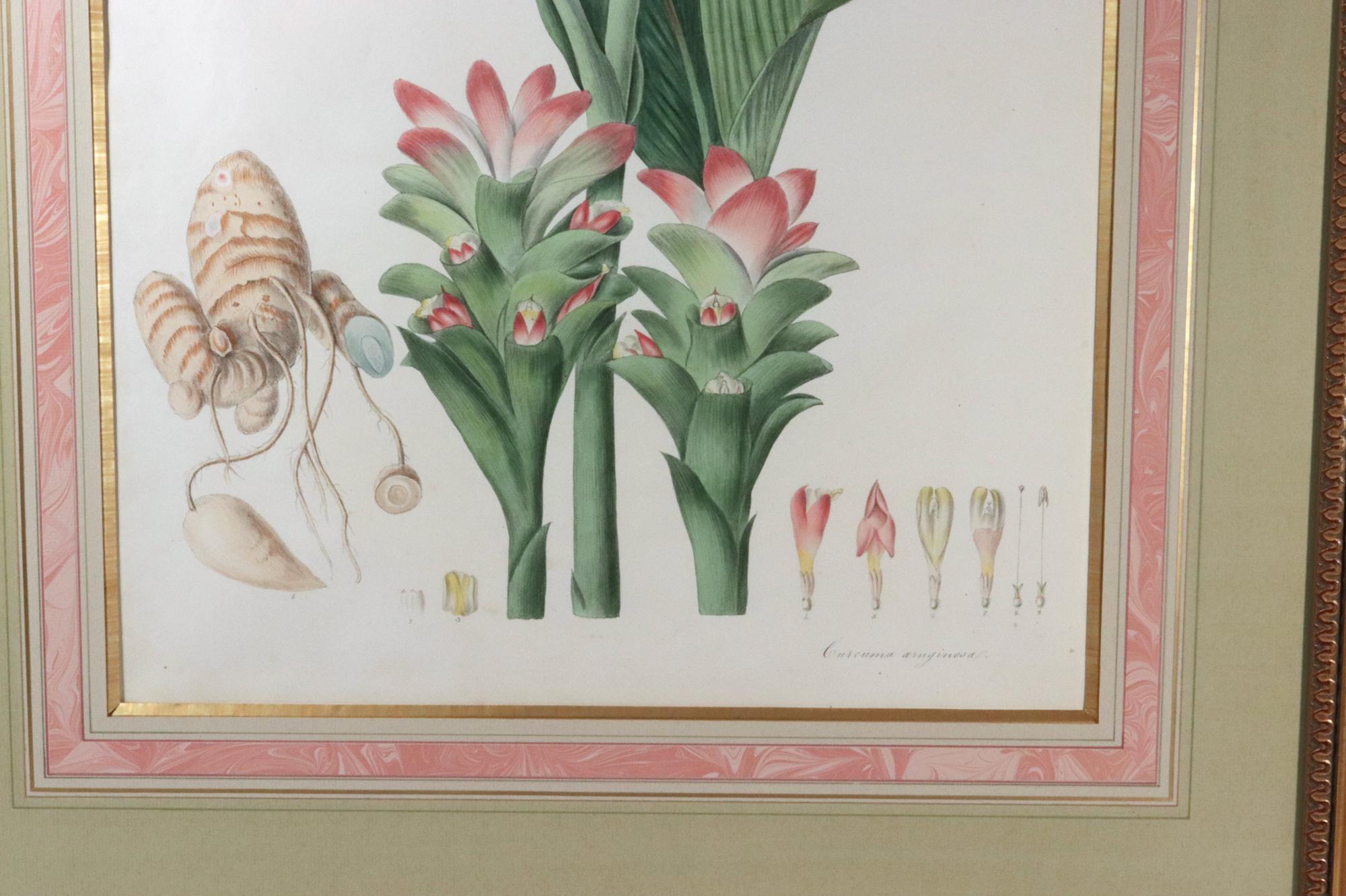 William Roscoe Botanical Großer botanischer Druck einer tropischen Pflanze (Regency) im Angebot