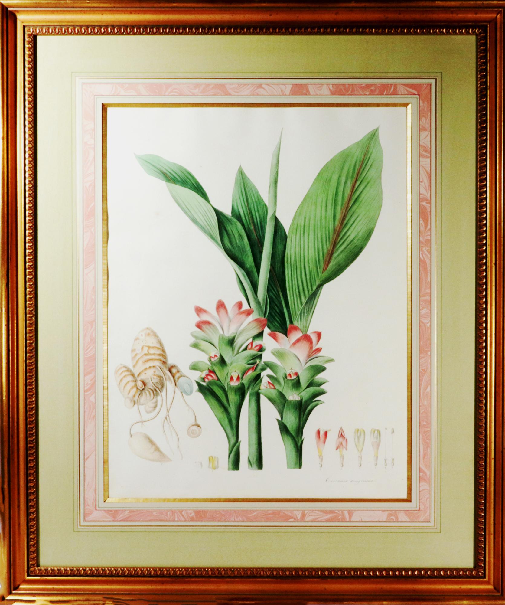 William Roscoe Stampa botanica di grandi dimensioni di piante tropicali