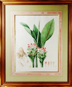 William Roscoe Stampa botanica di grandi dimensioni di piante tropicali