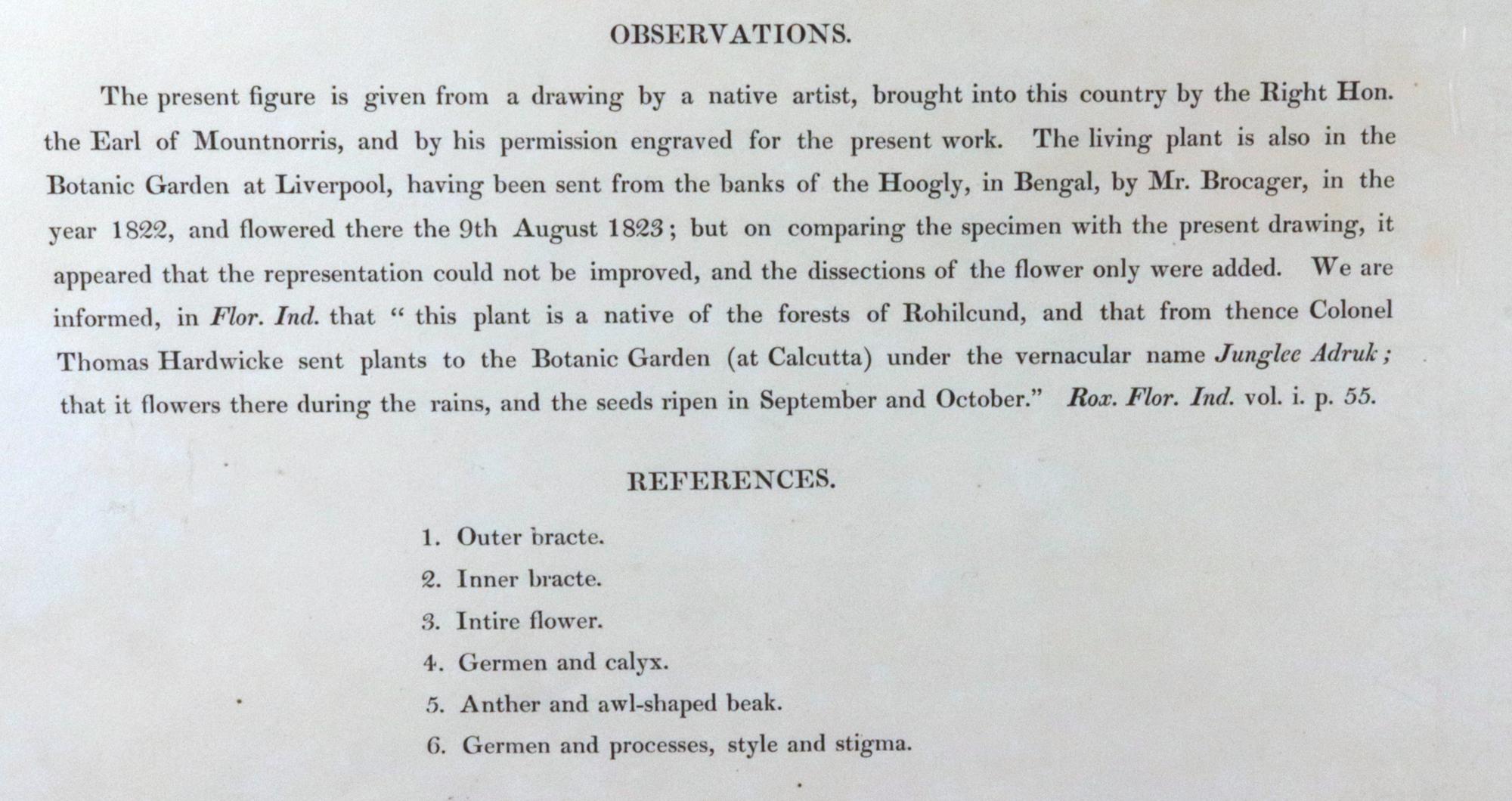 William Roscoe Botanical Großer botanischer Druck einer tropischen Pflanze, Zingiber Capitatum im Angebot 4
